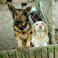 /album/salvanimales/calama2-jpg3/