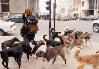 /album/salvanimales/file-2010127175055-jpg2/