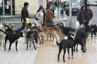 /album/salvanimales/perros2-102454-jpg2/