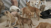 /album/salvanimales/perros-abandonados-644x362-jpg2/
