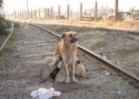 /album/salvanimales/perrurris-jpg2/