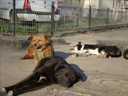 Perros vagos en pleno estacionamiento