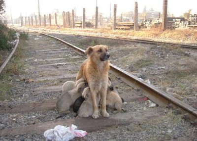 Madre perruna amamantando a sus crías en medio de las vías del tren