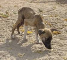 Cachorro en malas condiciones