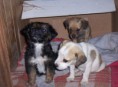 cachorros mestizos
