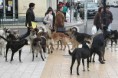 /album/fotogaleria/perros2-102454-jpg1/
